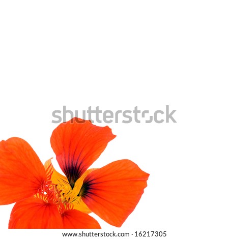 orange nasturtium flower isolated on white