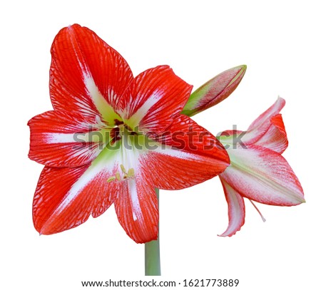 Beautiful striped red flower isolated on a white background