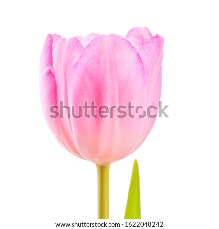 Beatiful blooming bright purple single tulip flower with green leaf isolated on white background