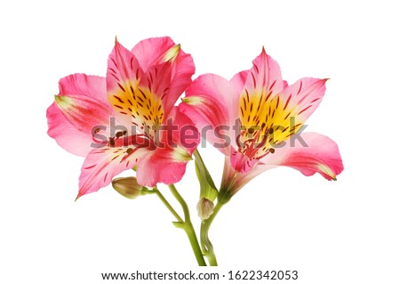Two alstroemeria flowers isolated against white