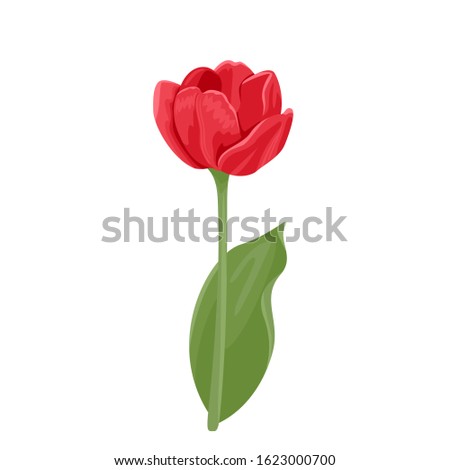 Blooming red tulip Isolated on white background. Vector illustration, icon. Spring bright flower in cartoon flat style.