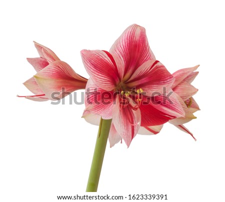 Flower red and white Amaryllis (Hippeastrum)   Galaxy Group 