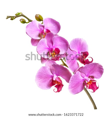 a branch of phalaenopsis orchid flowers and buds isolated on white background