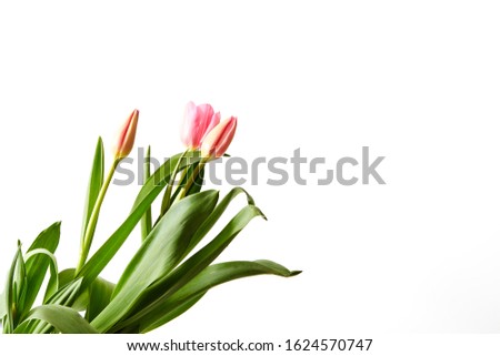 Pink tulips on white background, copy space for text, detail