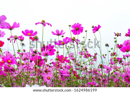 Beautiful Pink cosmos flowers on white background.
