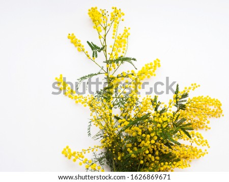 Yellow mimosa flowers on white background. Traditional symbol gift for womans day on March, 8