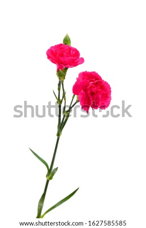 A long red carnations on white
