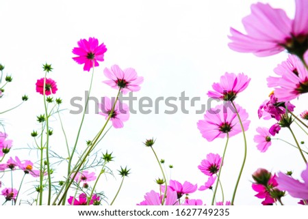 Beautiful pink cosmos flowers  on white background.