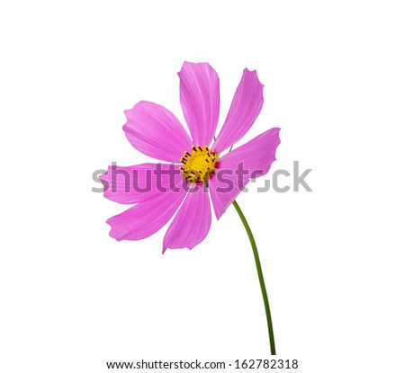 flower isolated on white background 