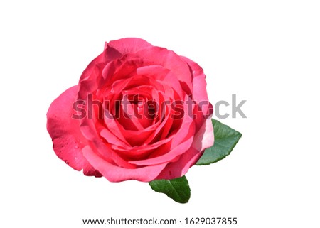 pink rose and branches on awhite background,isolate