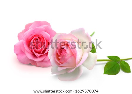 Two beautiful rose blossoms, covered 