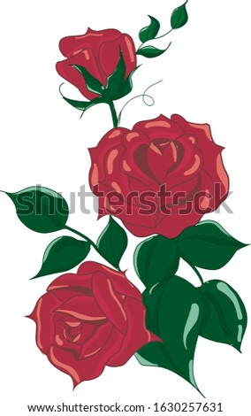 
flower red rose Valentine's love