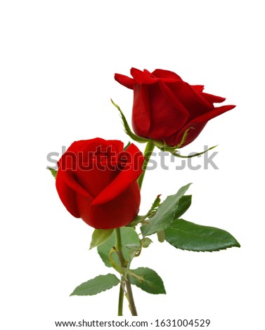 Two dark red roses isolated on white