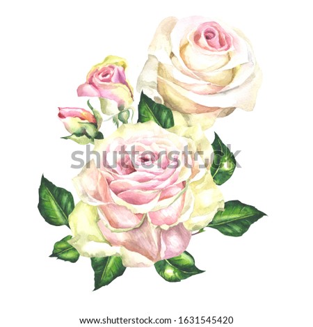 two roses on white background.watercolor