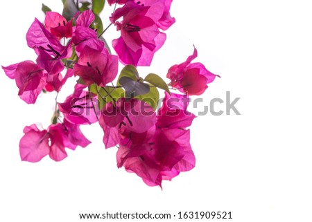 tropical pink bougainvillea flowers on a white background