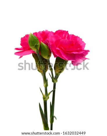 Decorative pink carnation flowers on white