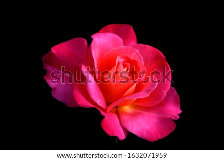 Close up of a red rose with yellow tint center on a black background