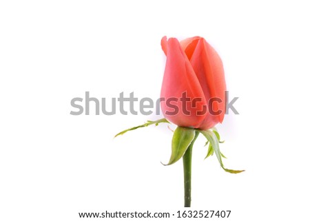orange bud rose flower isolated on white background