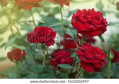 Selecting and planting roses. Old garden red roses. Rose in the garden