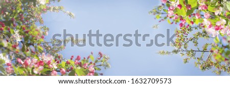 Spring diffuse background with blue sky and branches of blooming apple tree