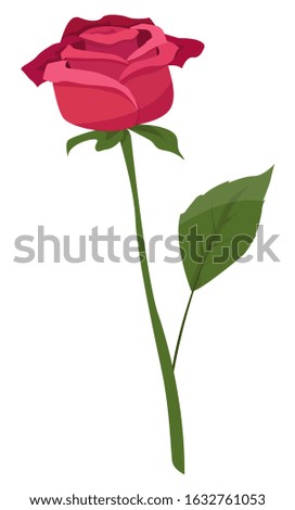 Vector illustration of a red rose isolated on a white background.