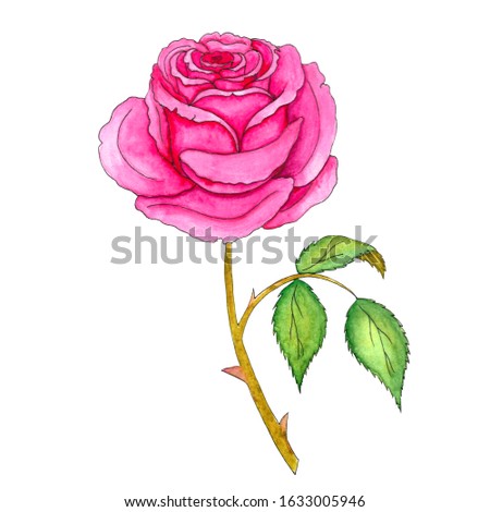 Pink Rose Watercolor Hand Drawn Illustration White Background