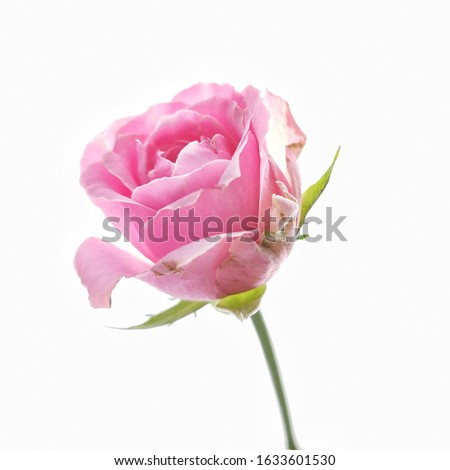 Pink Rose isolated in white Background