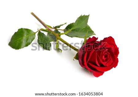 One red rose isolated on white background. Full dept of field.