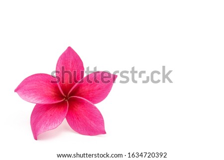 Plumeria isolated on white background, copy space.