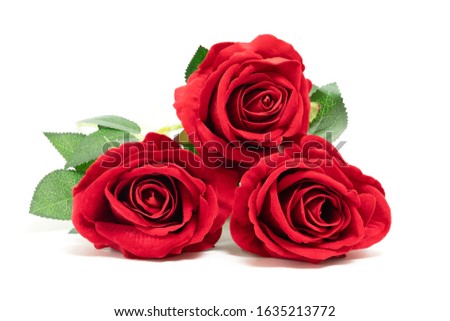 Beautiful rose isolated on white background, for decoration and happy valentine day or symbol love with copy space