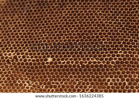 The old hive of the bees Close up of honeycomb without bees