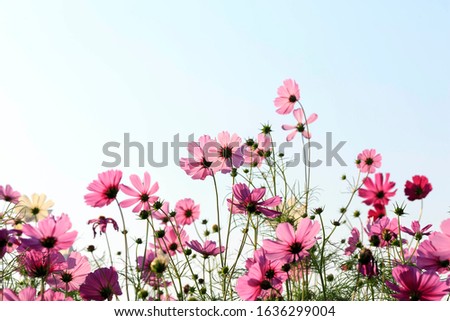 Cosmos purple flower on blue sky for love and valentine day
