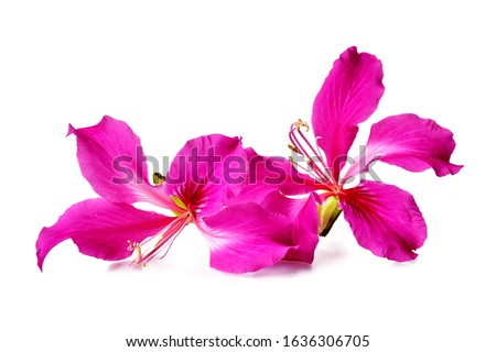 Beautiful pink flowers on white