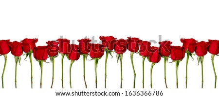 Amazing red roses flowers. Isolated on white border. Love, St. Valentine's and women's day concept. Banner format. Open composition.