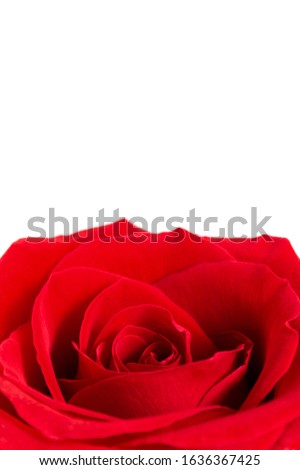 Red rose flower isolated on white background. Close up.