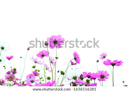 Pink cosmos flowers garden against warm sunlight in the morning.