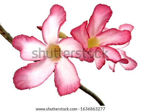 The pink flowers, branch, and sunlight in summer.