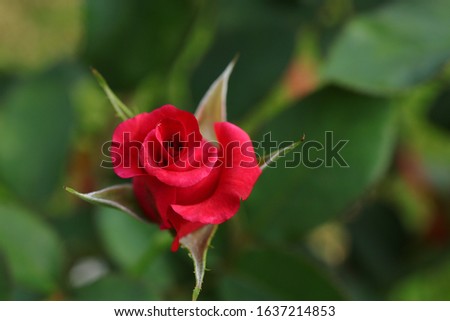 closeup Beautiful red roses, blurred background, valentine, love