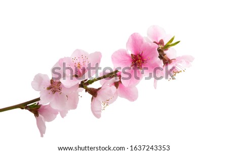 sakura flowers isolated on white background