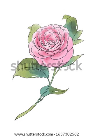 Vintage graphic watercolor illustration with pink peony