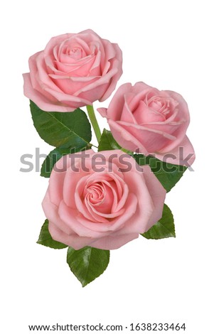 Three, two pink roses on a white background. Isolated.