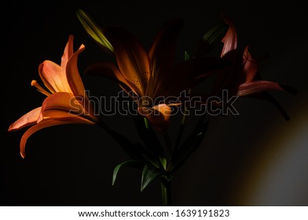 Three lilies with drastic lighting
