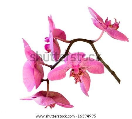 Branch of orchid flowers isolated on white background, unsharpened