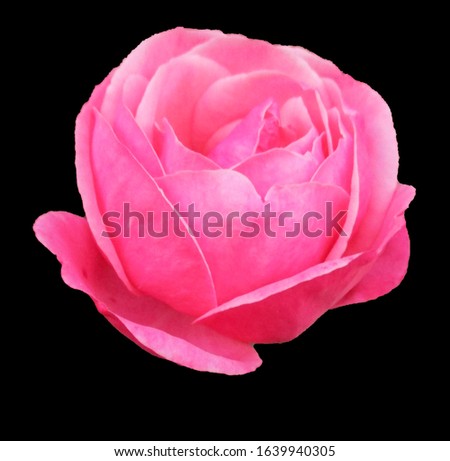 Hot pink rose isolated on black