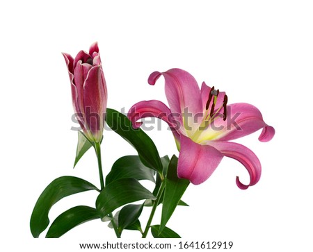 Beautiful pink lily flower isolated on white background
