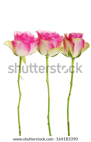 Three roses separated on white. Vertical. 