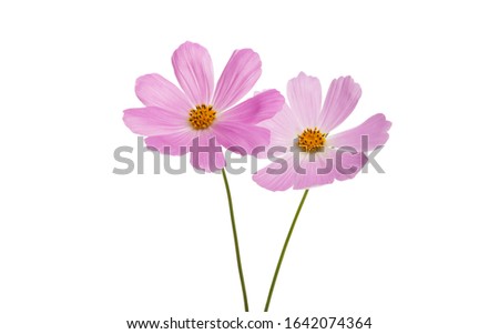 cosmea flowers Isolated on a white background