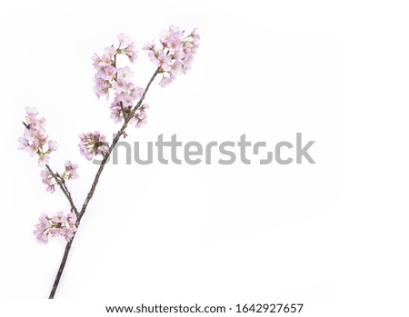 Branch with pink cherry blossoms isolated on white background

