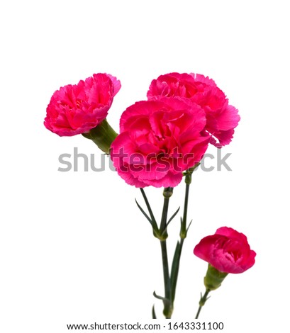 A long pink carnations on white 