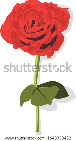 Red rose flower for love